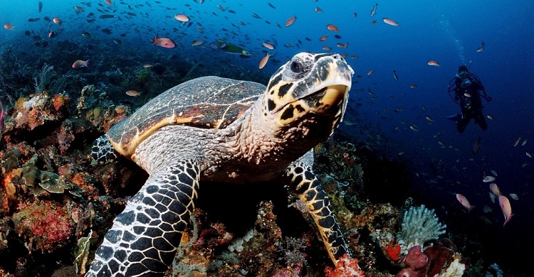 Hawksbill Turtle Eretmochelys imbricata © Robert Harding