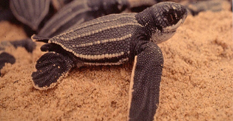 Leatherback turtles tracked on Atlantic 'danger' trips